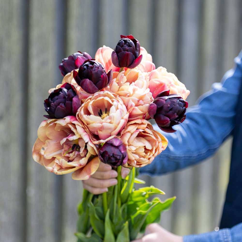 Tulipanblanding 'Nadjas'